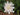 Stokesia laevis 'Alba'