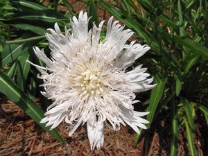 Stokesia laevis 'Alba'