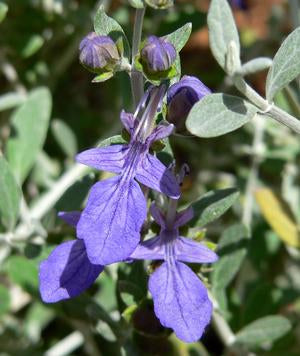 Teucrium fruticans, silver germander, silvery gray-green foliage and pale blue flowers.