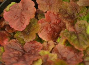 Tiarella cordifolia var. collina