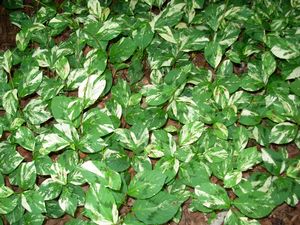 Tovara virginiana "Painter's Palette"