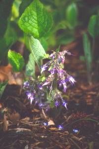 Trachystemon orientalis