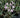 Tulbaghia violacea "Silver Lace"