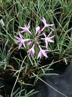 Tulbaghia violacea "Silver Lace"