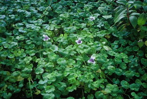 Viola hederacea