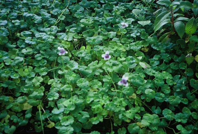 Viola hederacea