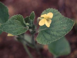 Viola pubescens