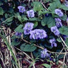 Viola walteri native ground cover with purple leaf underside