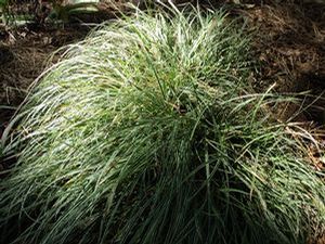 Carex conica 'Marginata', miniature sedge with silver-edged dark green blades
