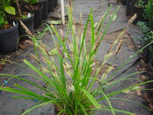 Carex morrowii, Japanese sedge, glossy dark green evergreen blades