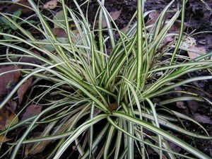 Carex morrowii 'Variegata', silver-edged Japanese sedge with white-margined blades
