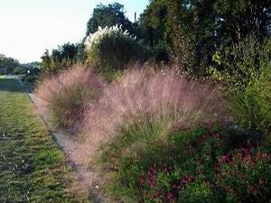Muhlenbergia capillaris, pink muhly grass, a clump topped with an airy cloud of pink autumn plumes above fine green foliage