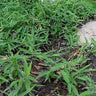 Pleioblastus distichus 'Mini', dwarf running bamboo, tiny fern-like two-ranked leaves forming a low green carpet.