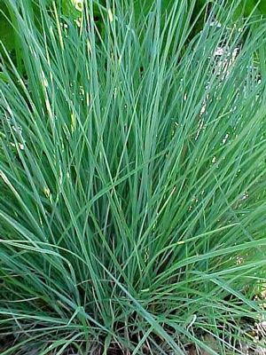 Schizachyrium scoparium "The Blues"