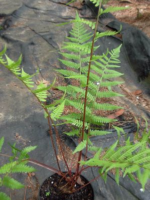 Athyrium filix-femina, lady fern, soft lacy light-green fronds in a loose clump