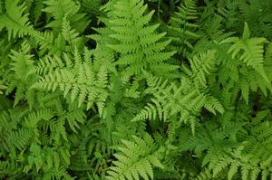 Athyrium filix-femina 'Minutissimum', dwarf lady fern, dense tuft of delicate light-green fronds
