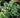 Athyrium nipponicum 'Pictum'