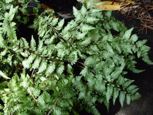 Athyrium nipponicum 'Pictum', Japanese painted fern, silver and burgundy arching fronds