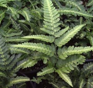 Arachniodes simplicior 'Variegata', variegated holly fern, glossy dark fronds with a gold center stripe