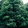 Gymnocladus dioicus, Kentucky coffeetree, large doubly compound leaves of a bold native shade tree.