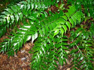 Cyrtomium falcatum 'Rochfordianum'