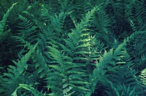 Dryopteris celsa