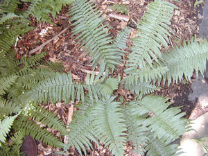 Dryopteris cycadina