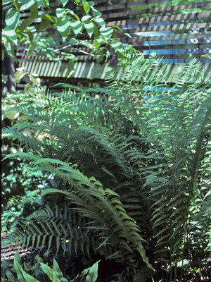Dryopteris ludoviciana southern shield fern with tall, glossy, upright dark green fronds