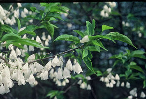 Halesia carolina (Carolina silverbell), clusters of nodding white bell-shaped spring flowers on a native tree
