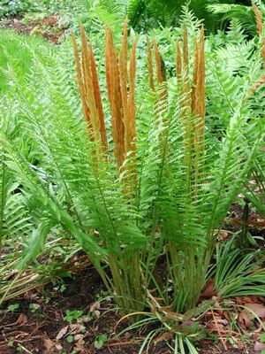 Osmunda cinnamomea (cinnamon fern), arching green sterile fronds around upright cinnamon-brown fertile fronds