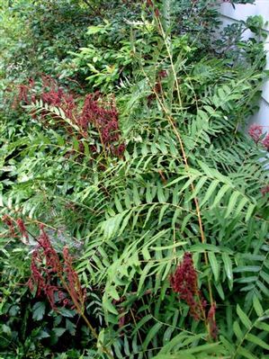 Osmunda regalis, royal fern, with bold arching twice-cut green fronds.