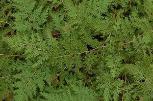 Selaginella braunii, Braun's spikemoss, lacy cedar-like evergreen fronds forming a shade groundcover.