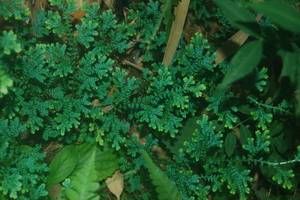Selaginella uncinata