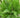 Thelypteris decursive-pinnata