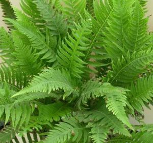 Thelypteris decursive-pinnata