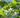 Halesia diptera