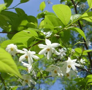 Halesia diptera two-wing silverbell, white bell-shaped spring flowers hanging in clusters from the branches.