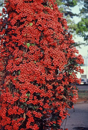 Bignonia capreolata var. atrosanguinea, red crossvine, deep red trumpet flowers with yellow throats