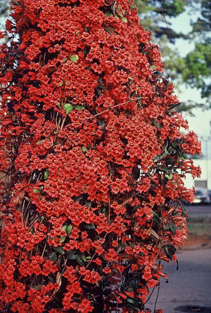 Bignonia capreolata var. atrosanguinea