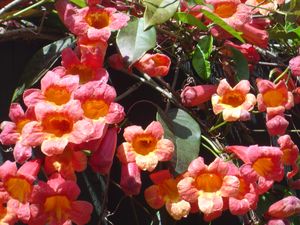 Bignonia capreolata 'Tangerine Beauty', crossvine, tangerine-orange trumpet flowers on a climbing vine