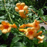 Campsis radicans 'Judy', yellow trumpet creeper, clear yellow trumpet flowers with dark throats on a climbing vine