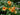 Campsis radicans 'Judy', yellow trumpet creeper, clear yellow trumpet flowers with dark throats on a climbing vine