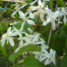 Clematis armandii, evergreen clematis, clusters of white star-shaped flowers among glossy dark leaves.