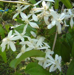 Clematis armandii