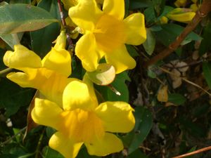 Gelsemium sempervirens (hardy) ‘Margarita’
