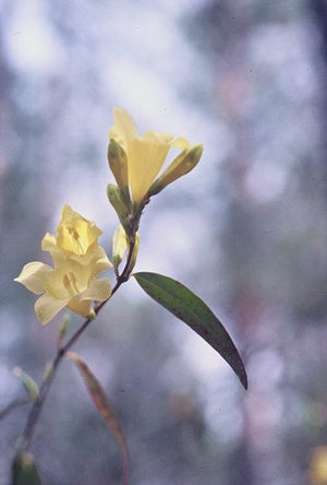 Gelsemium sempervirens 'Pale Yellow', soft primrose-yellow fragrant flowers on an evergreen Carolina jessamine vine