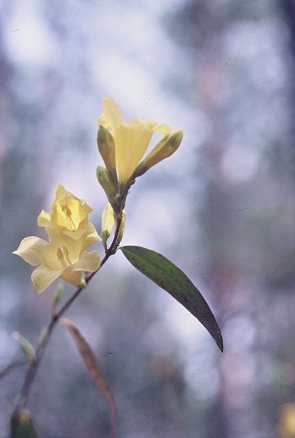 Gelsemium sempervirens 'Pale Yellow'