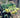 Gelsemium sempervirens "Pride of Augusta"