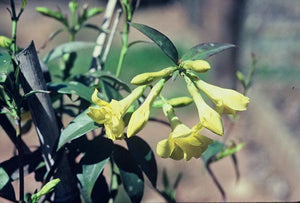 Gelsemium sempervirens 'Pride of Augusta', double golden-yellow fragrant flowers on an evergreen Carolina jessamine vine