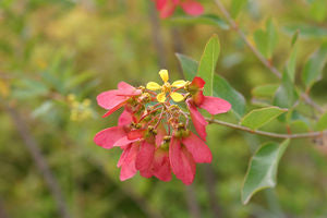 Heteropterys glabra